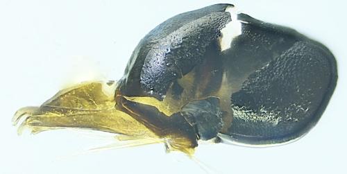 Medetera sp.